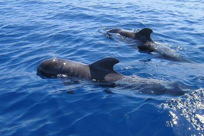 Tenerife Los Cristianos: Whale and Dolphin Eco-Yacht and Swim Stop - What to Expect from the Tenerife Whale and Dolphin Eco-Yacht Tour