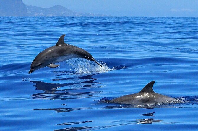 Tenerife Los Cristianos: Whale and Dolphin Eco-Yacht and Swim Stop - Final Thoughts: Is It Worth It?