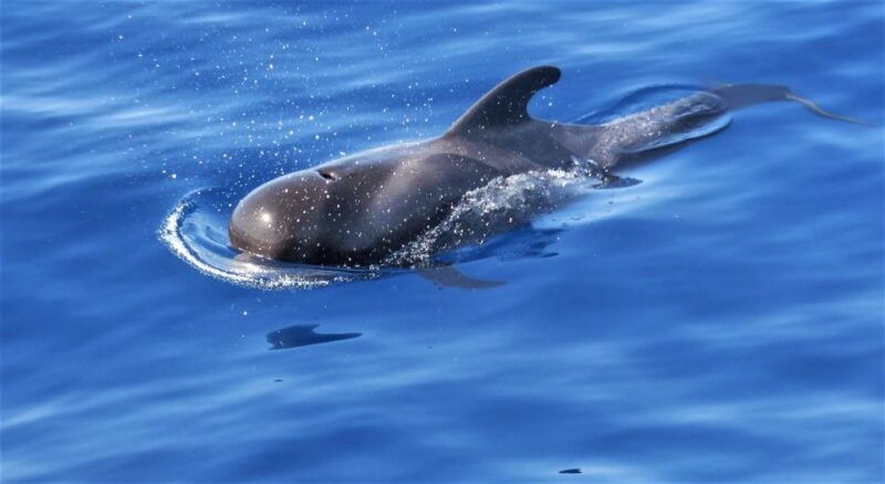 tenerife-los-gigantes-whale-watching-cruise-by-sail-boat