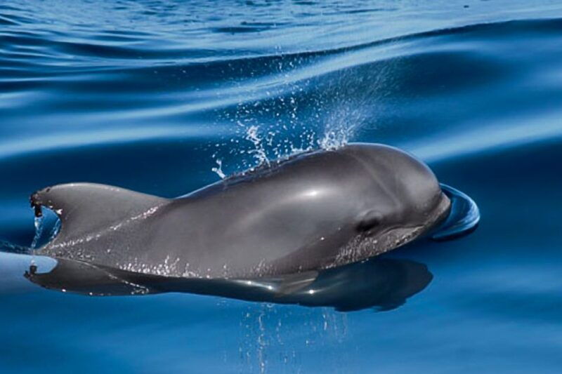 tenerife-luxury-private-whale-dolphin-watching-tour