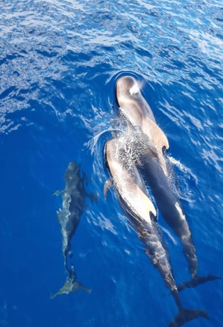tenerife-marine-life-tour-with-transfer-buffet-and-drinks