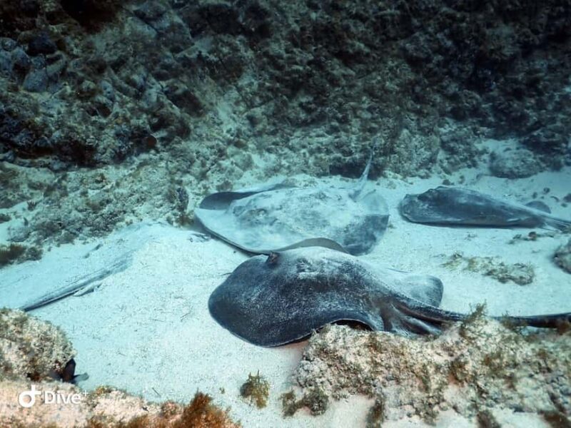 Tenerife: PADI Beginner Scuba Dive in the Turtle Area - FAQ