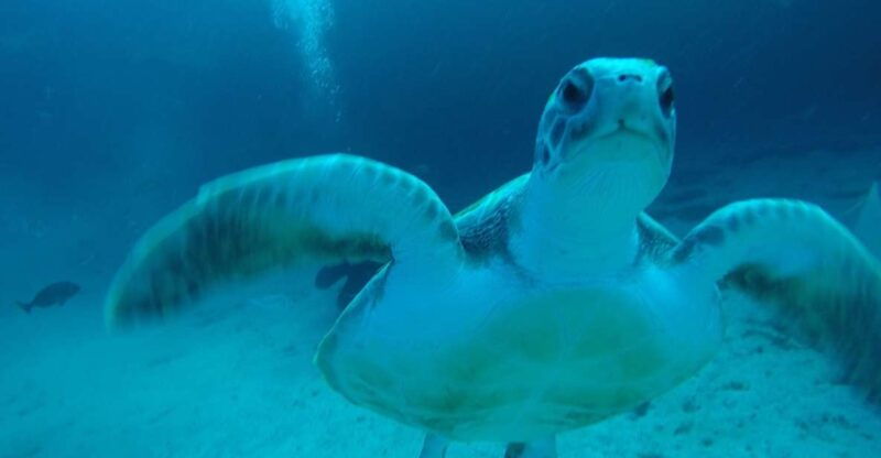 tenerife-private-dive-for-beginners-from-a-boat