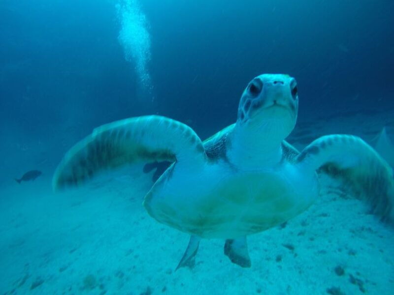 tenerife-private-dive-for-beginners-from-a-boat