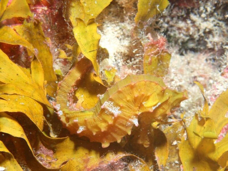 tenerife-private-dive-for-beginners-from-a-boat