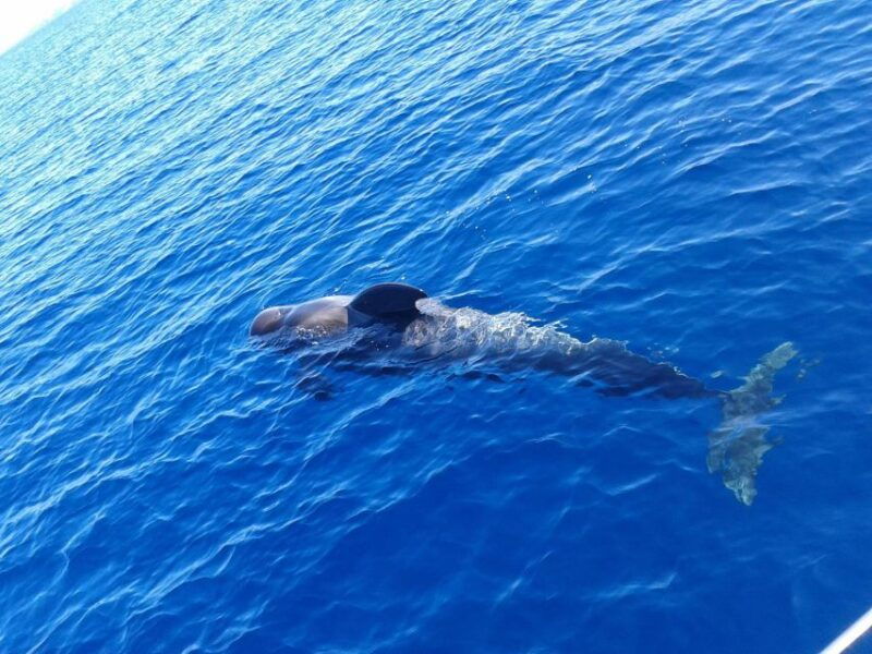 tenerife-private-or-group-3-hour-sailing-cruise-with-drinks