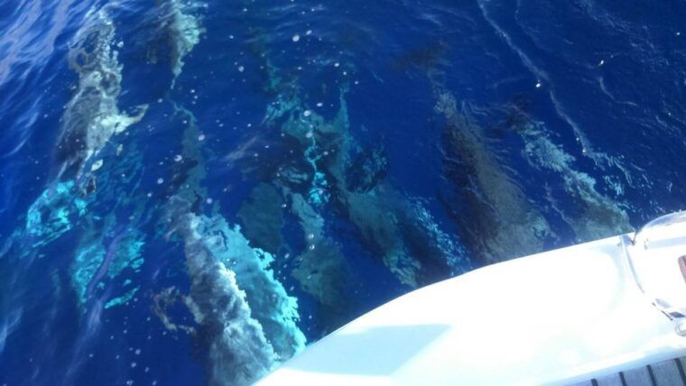 tenerife-private-or-group-3-hour-sailing-cruise-with-drinks