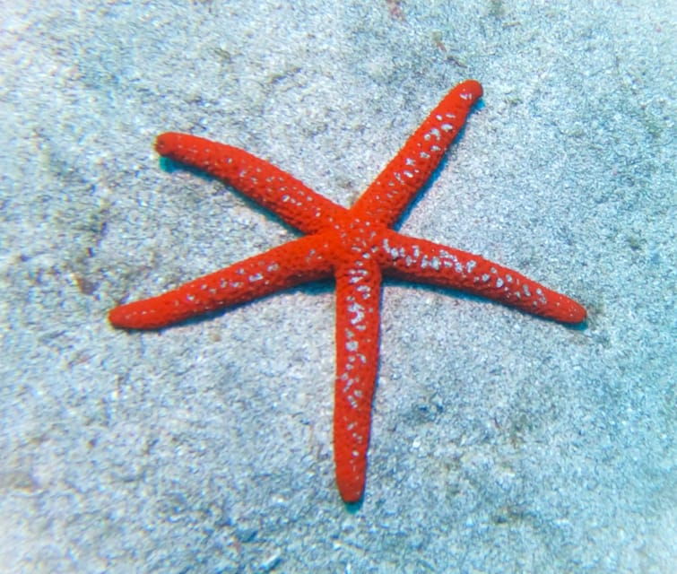 tenerife-private-scuba-diving-experience-with-photos