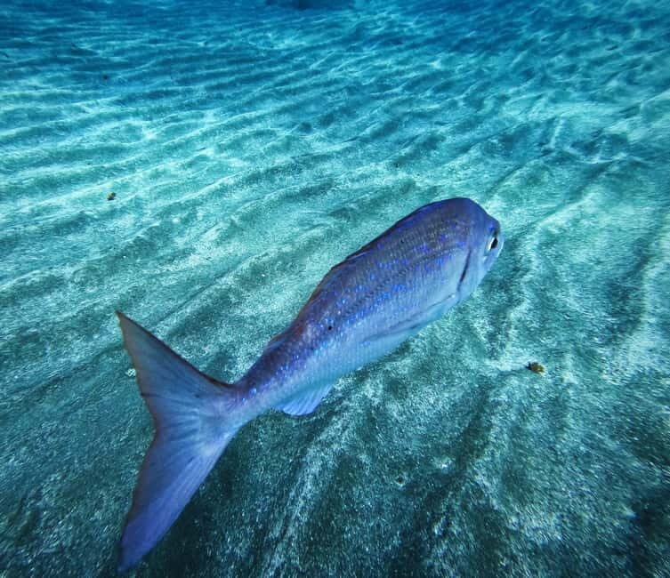Tenerife: Private Scuba DivingCertified Instructor & Photos - What’s Included & What’s Not