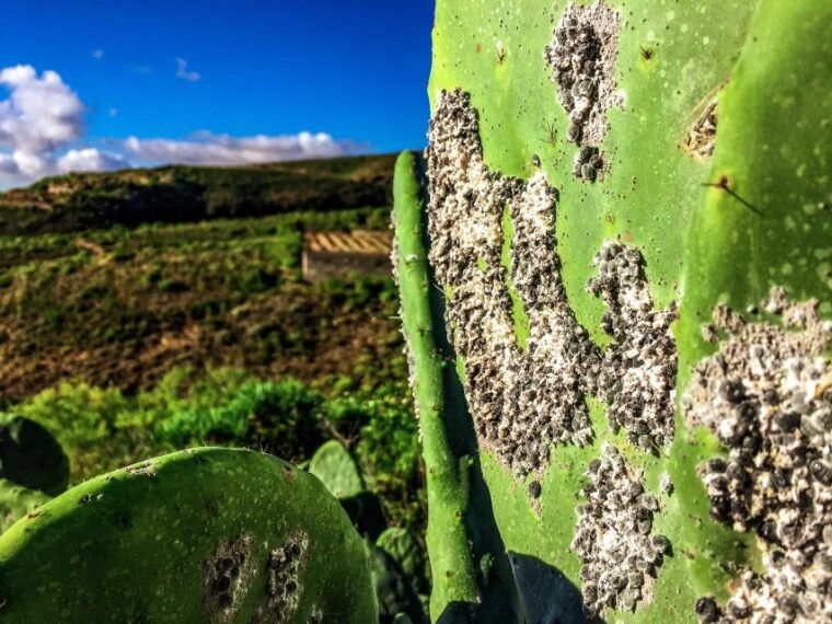 tenerife-private-tour-full-day-volcanic-south