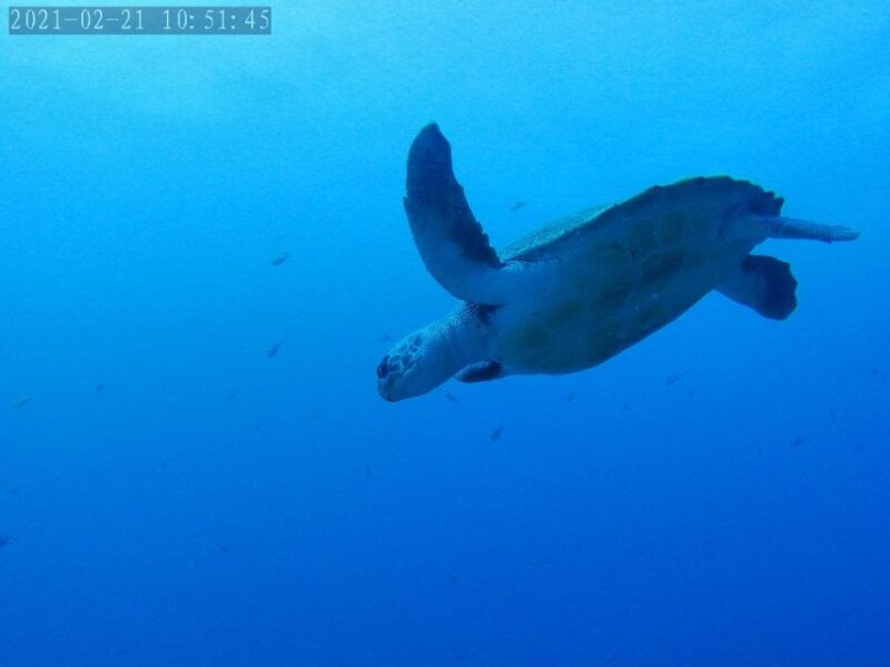 tenerife-puerto-colon-certified-scuba-dive-by-speed-boat