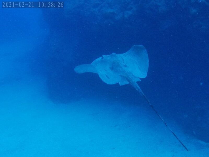 tenerife-puerto-colon-certified-scuba-dive-by-speed-boat