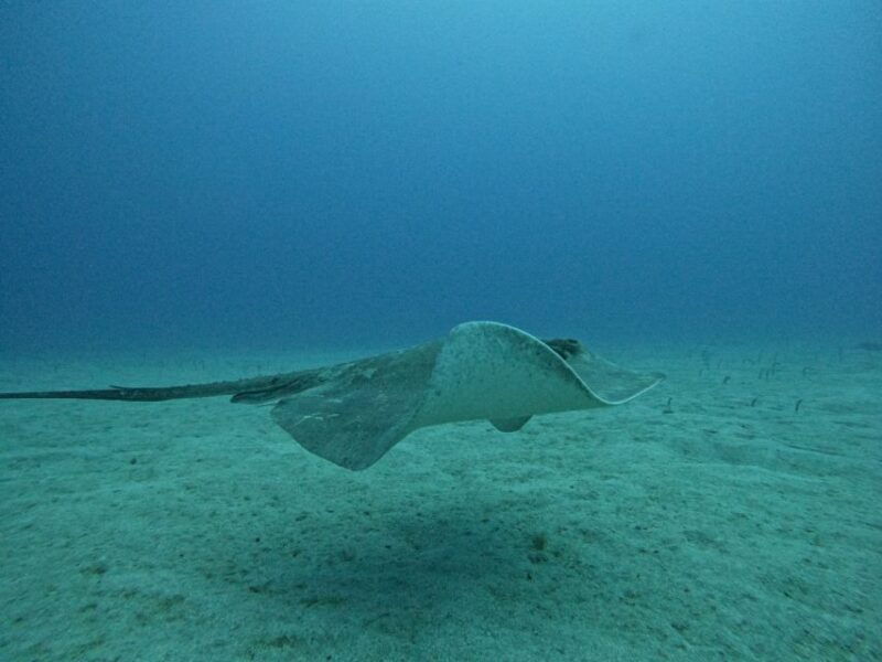 tenerife-puerto-colon-certified-scuba-dive-by-speed-boat