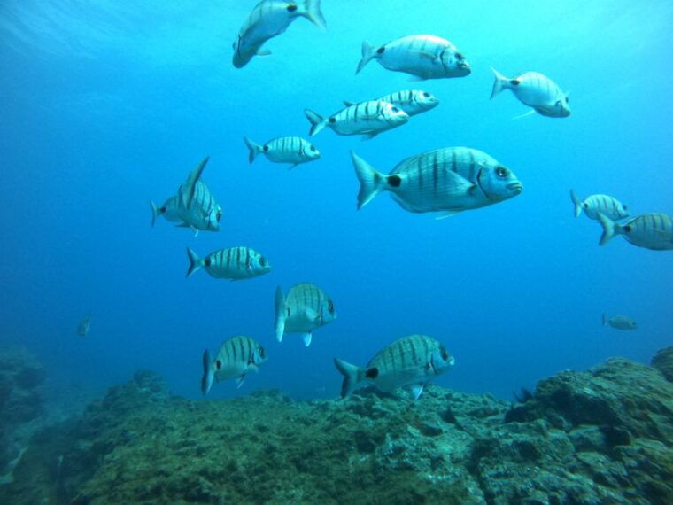 tenerife-puerto-colon-certified-scuba-dive-by-speed-boat