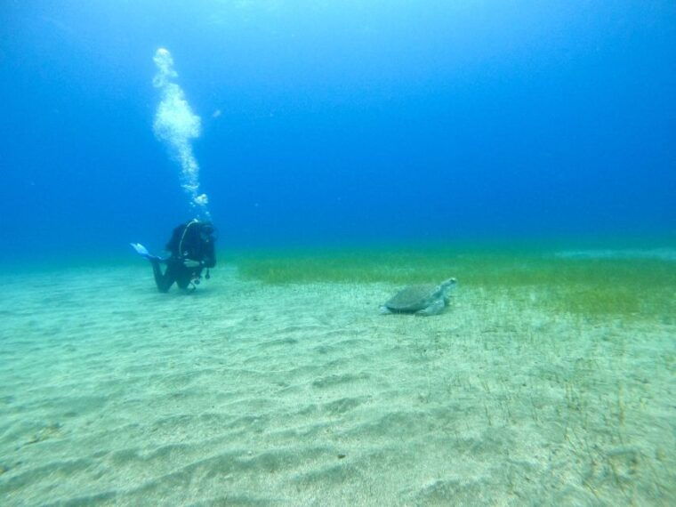 tenerife-puerto-colon-certified-scuba-dive-by-speed-boat