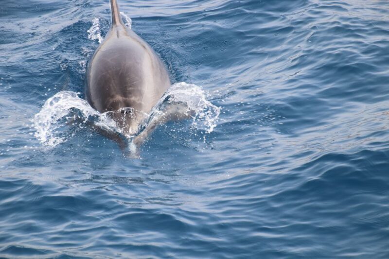 Tenerife: Respectful Whale Watching Pirate Cruise + Swim - Overview of the Experience