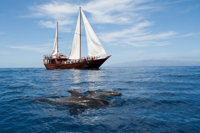 Tenerife: Respectful Whale Watching Pirate Cruise + Swim - The Crew and Environment