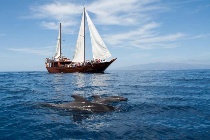 Tenerife: Respectful Whale Watching Pirate Cruise + Swim - FAQ