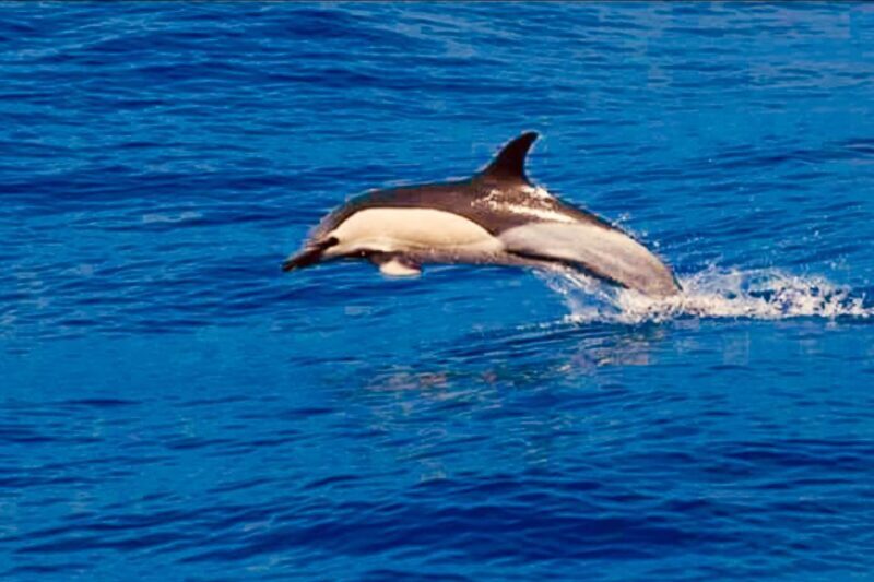 Tenerife: Sailboat Tour Whale Watching Food and Snorkeling - Value for Money: Is It Worth $71?