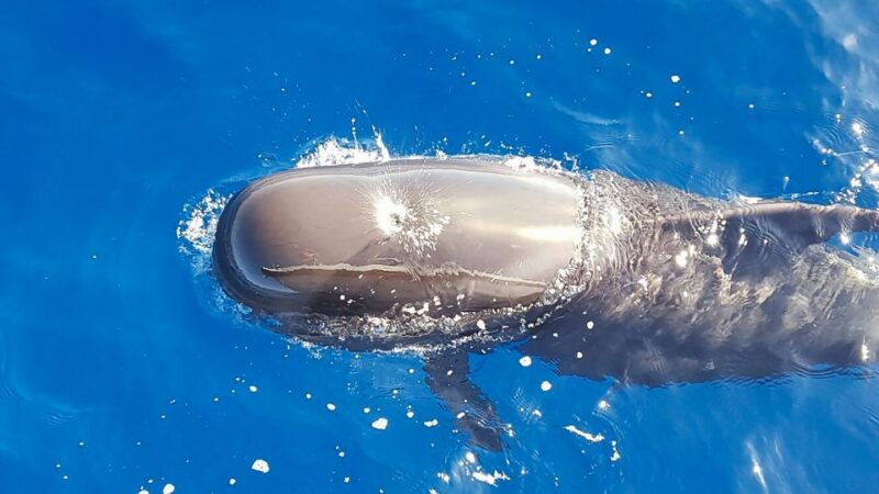tenerife-sailboat-tour-with-food-and-snorkeling