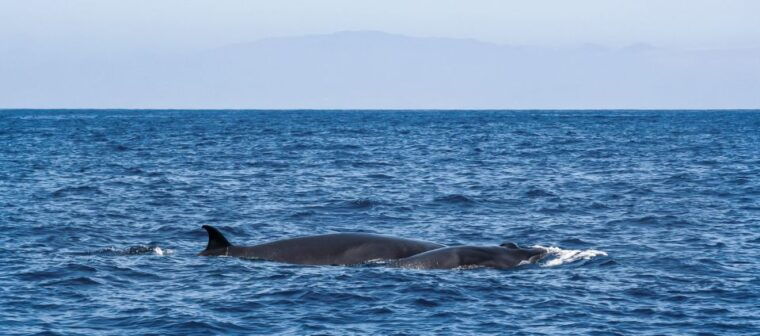 tenerife-sailboat-tour-with-food-and-snorkeling