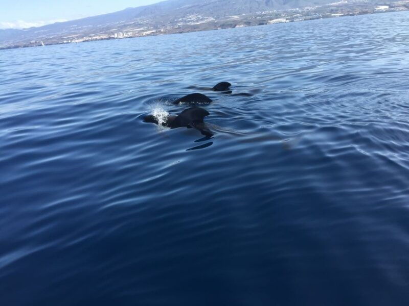 tenerife-sailing-excursion-with-whale-and-dolphin-watching