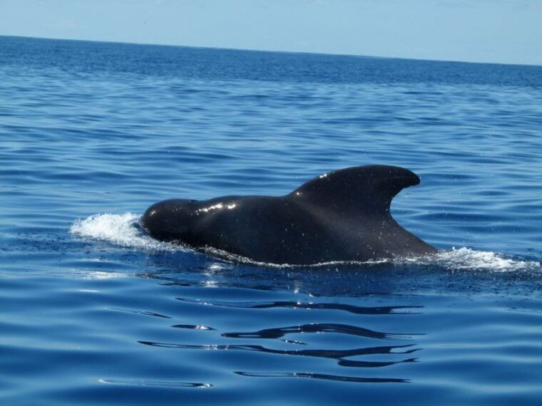 tenerife-sailing-excursion-with-whale-and-dolphin-watching