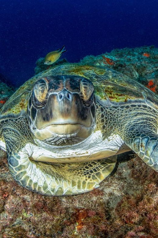 tenerife-scuba-diving-experience-for-every-level