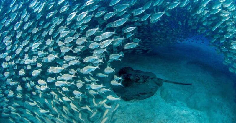 tenerife-scuba-diving-experience-for-every-level