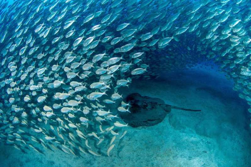 tenerife-scuba-diving-experience-for-every-level