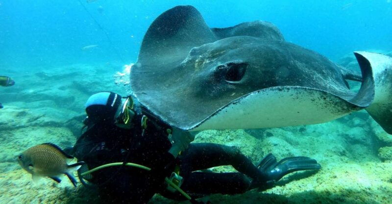 tenerife-scuba-diving-for-certified-divers-in-tenerife