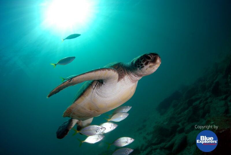 tenerife-scuba-diving-for-certified-divers