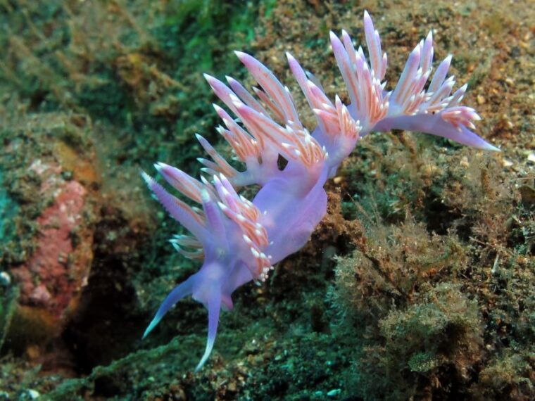 tenerife-scuba-diving-for-certified-divers