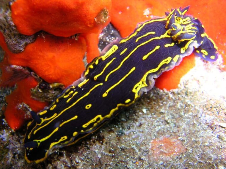tenerife-scuba-diving-for-certified-divers