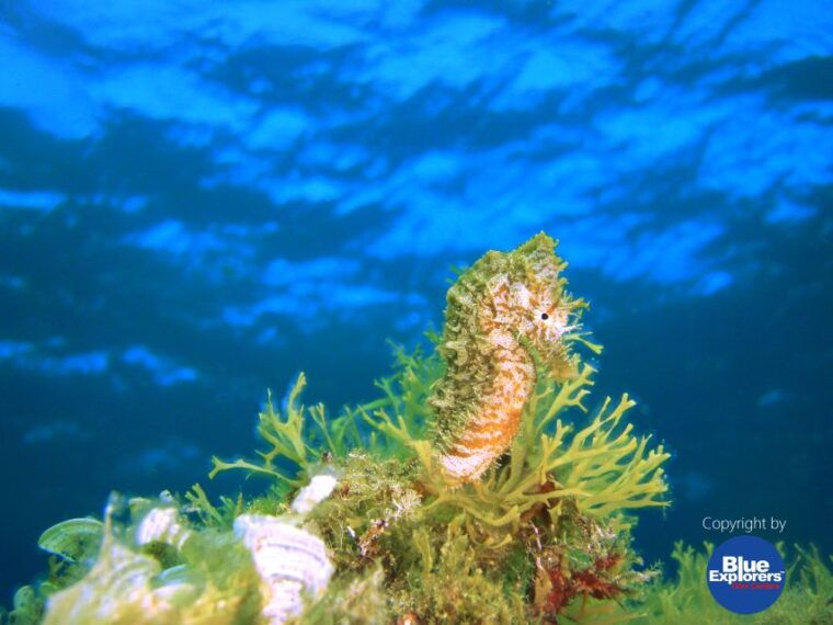 tenerife-scuba-diving-for-certified-divers