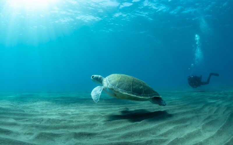 tenerife-scuba-diving-lesson-and-abades-protected-area-dive