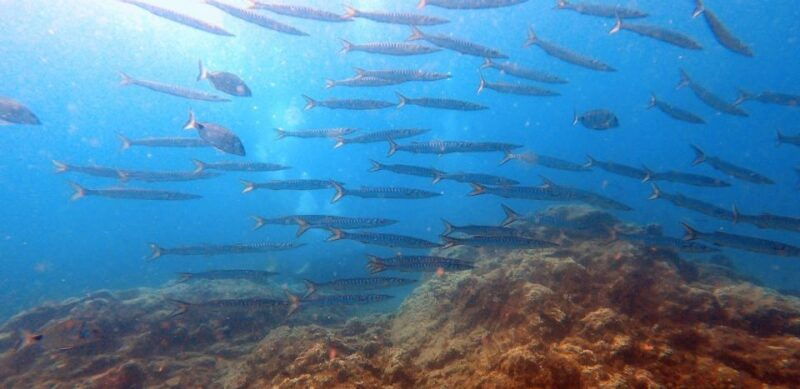 tenerife-scuba-diving-lesson-and-abades-protected-area-dive