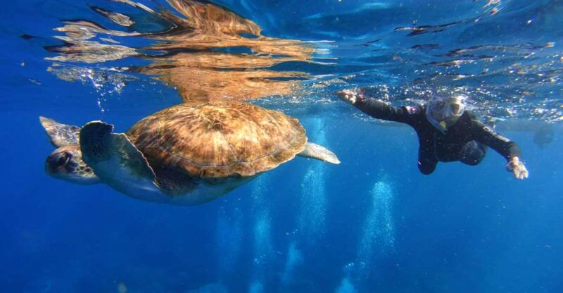 tenerife-snorkel-with-turtles