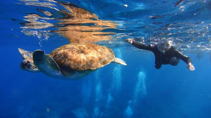tenerife-snorkel-with-turtles