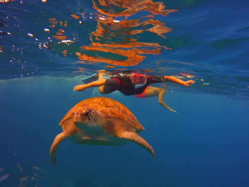 tenerife-snorkel-with-turtles