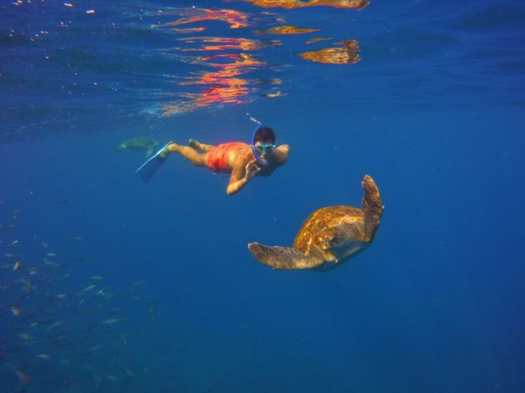 tenerife-snorkel-with-turtles