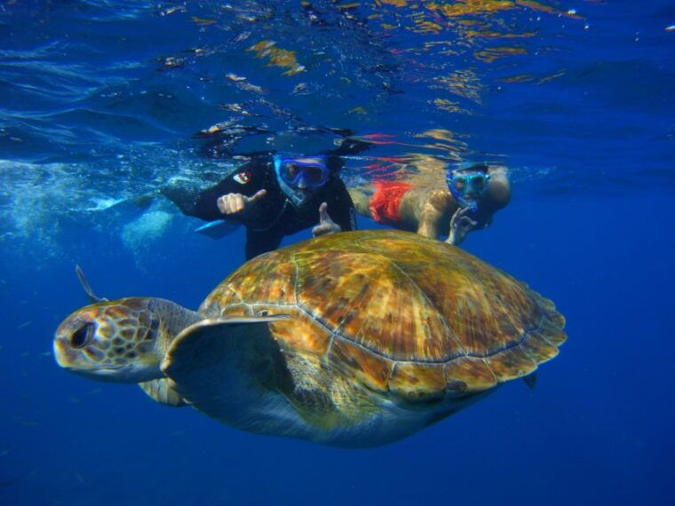 tenerife-snorkel-with-turtles