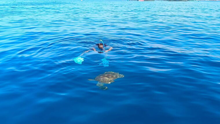 tenerife-snorkel-with-turtles
