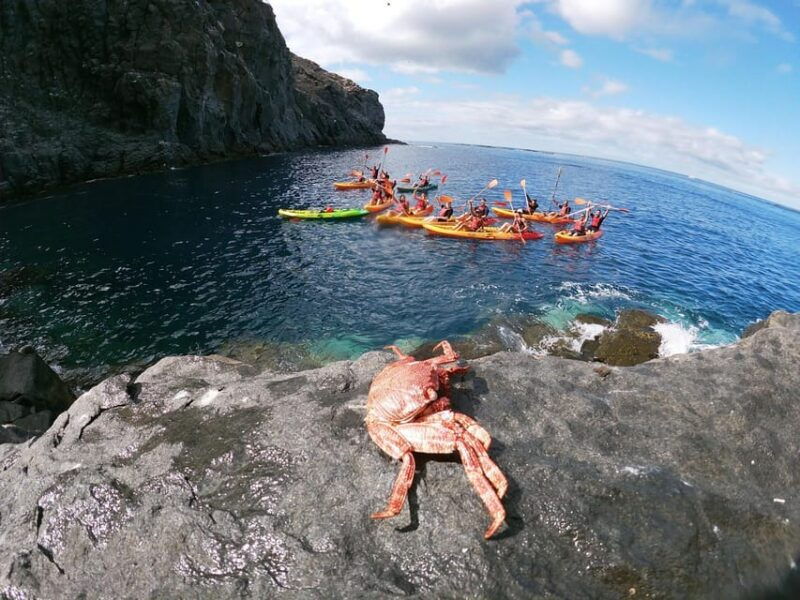 tenerife-snorkeling-and-kayaking-with-marine-life-in-palm-mar