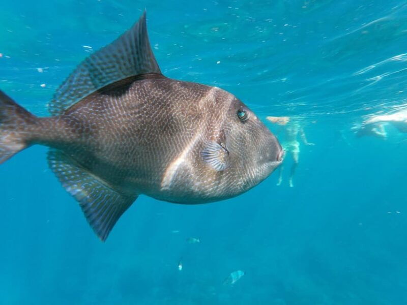 tenerife-snorkeling-and-kayaking-with-marine-life-in-palm-mar