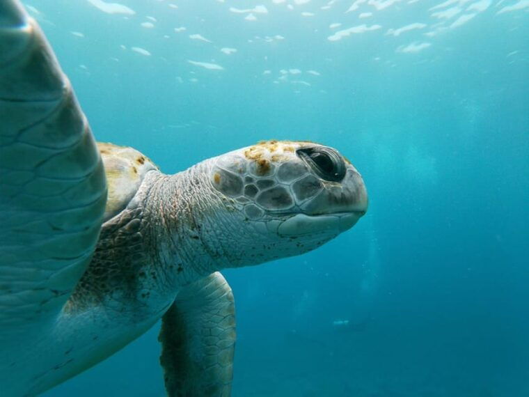 tenerife-snorkeling-and-kayaking-with-marine-life-in-palm-mar