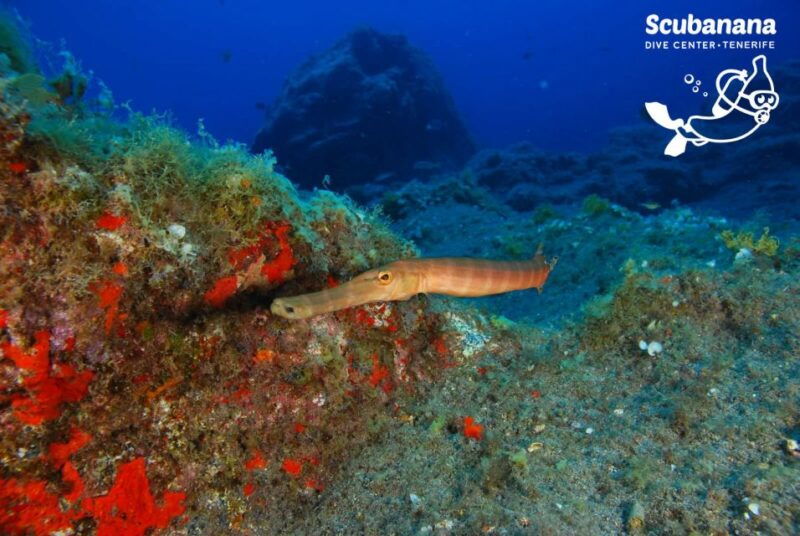 tenerife-snorkeling-equipment-rental-in-radazul