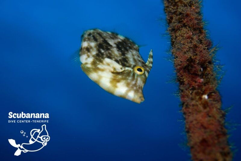 tenerife-snorkeling-equipment-rental-in-radazul