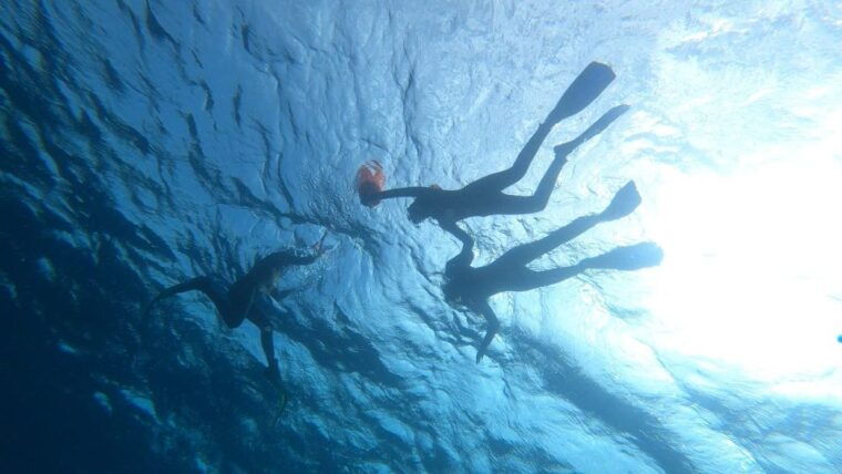 tenerife-snorkeling-tour-in-a-marine-protected-area