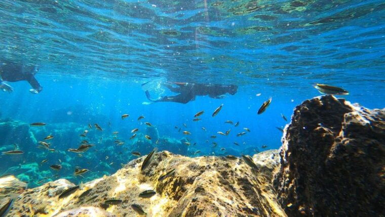 tenerife-snorkeling-tour-in-a-marine-protected-area